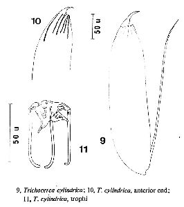 Chengalath, R;G Mulamoottil (1975): Canadian Journal of Zoology 53 